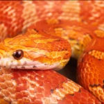 Corn Snake Morphs: A Detailed Exploration of Colors, Patterns, Genetics, and the Endless Creativity of Selective Breeding